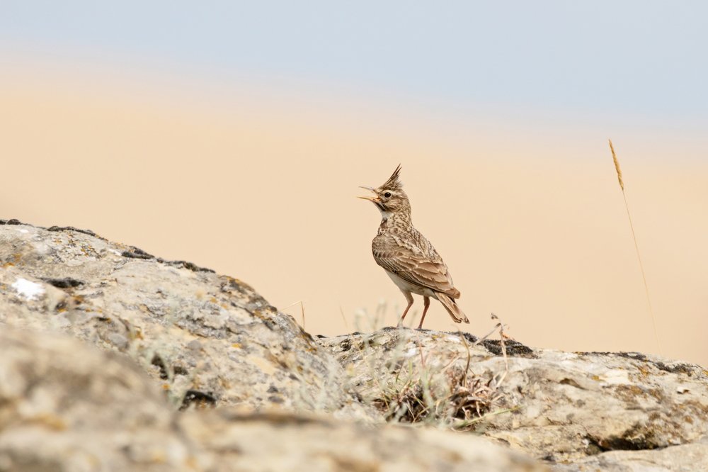 Photograph by Антон Мироненко-Маренков