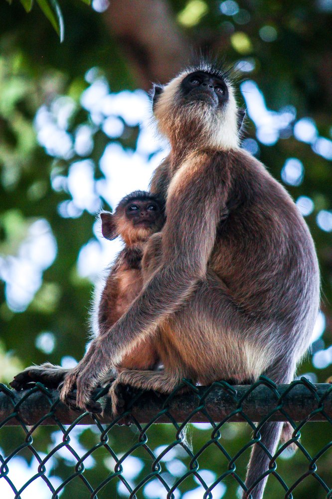 Photograph by Tharshan Thangavel