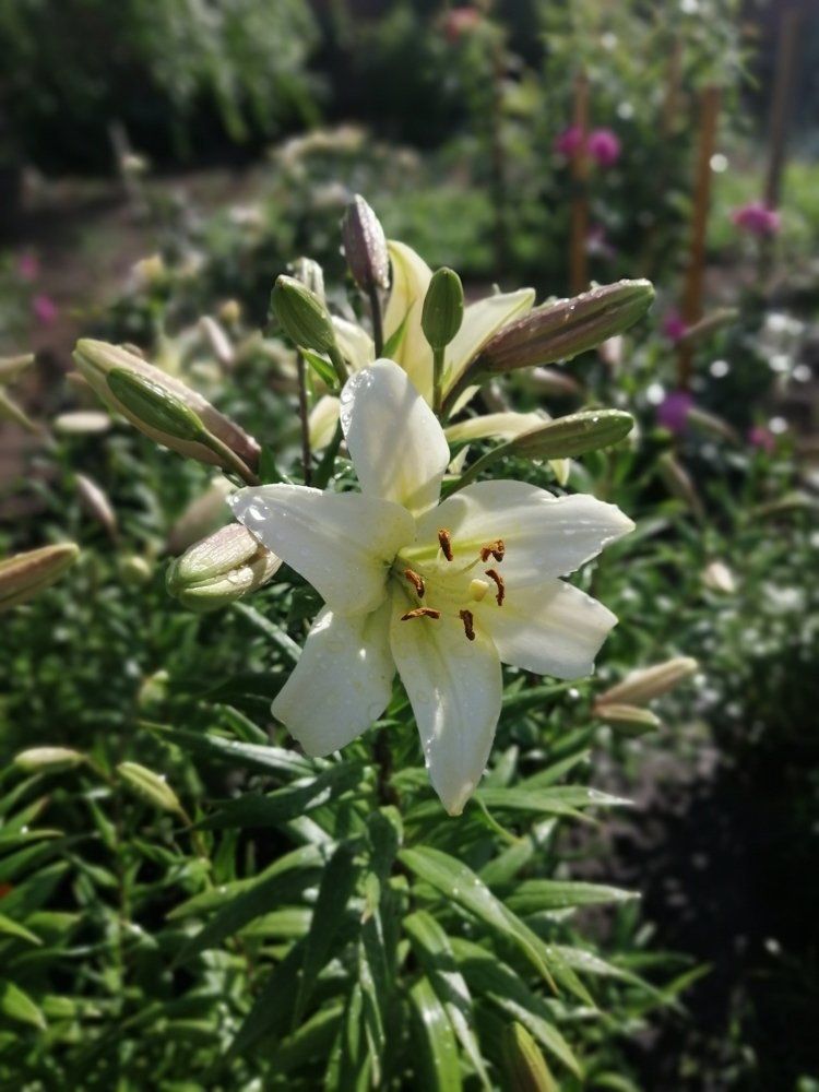 Photograph by София Саитова