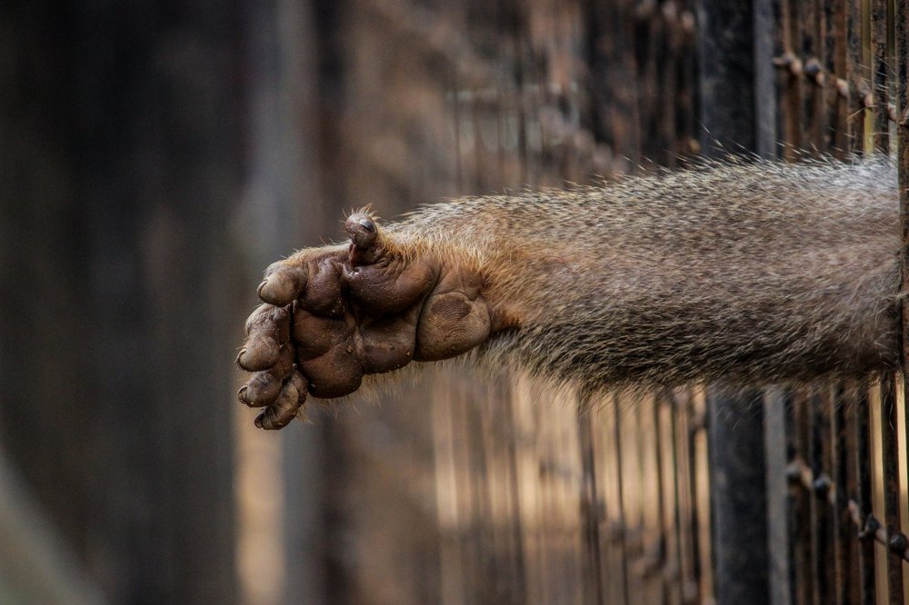 Photograph by Tharshan Thangavel