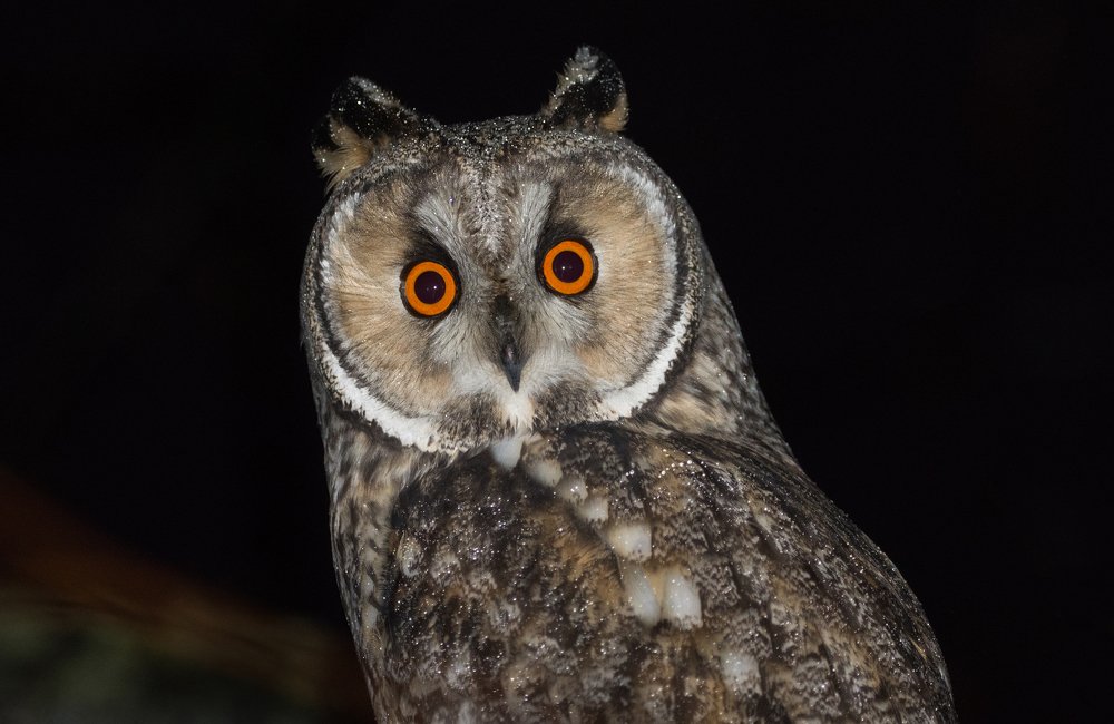 Фотография автора Татьяна Ливеровская