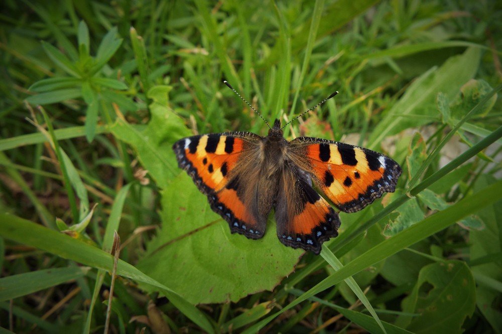 Фотография автора Виктор Конев