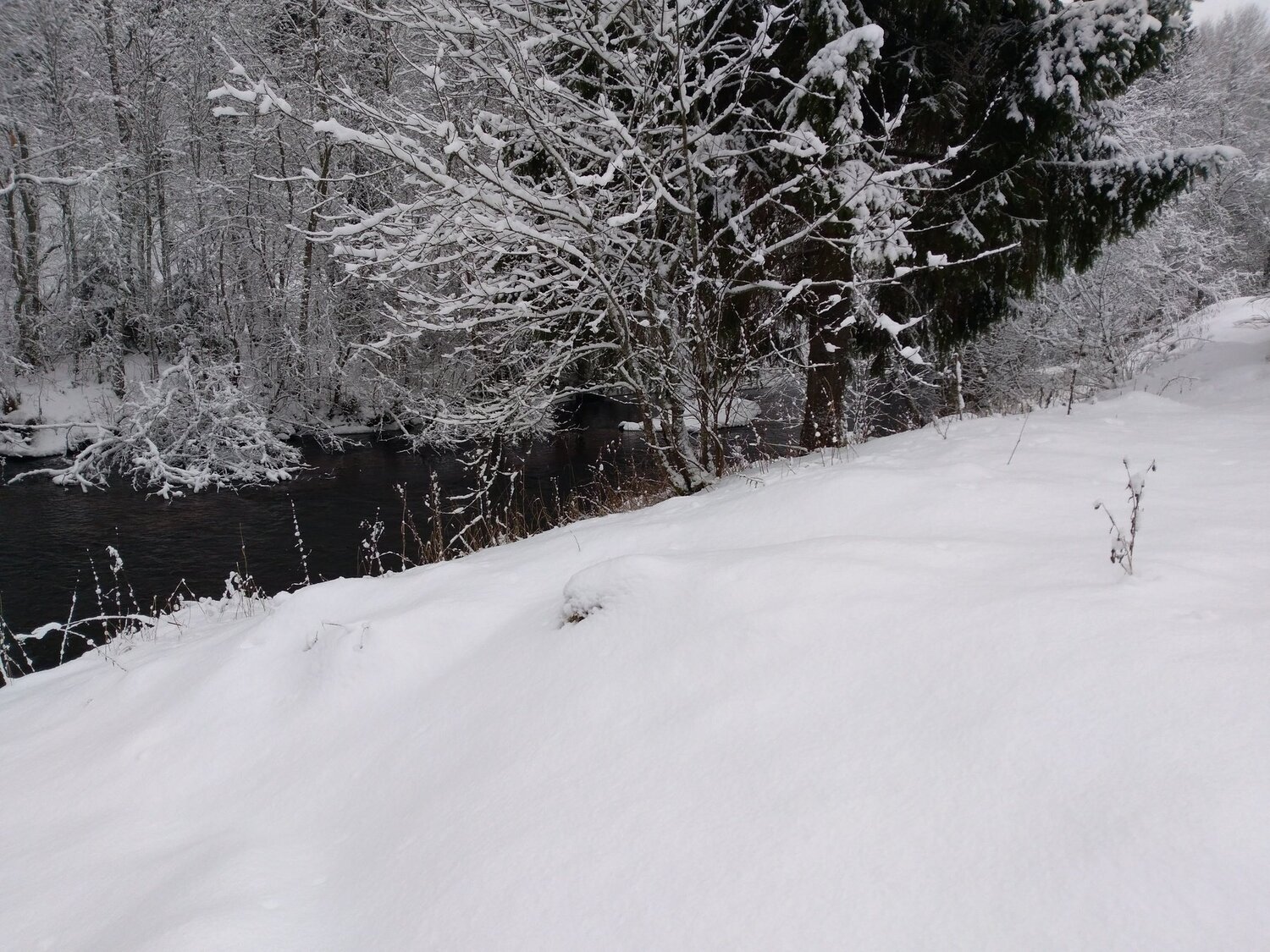 Photo #4252528