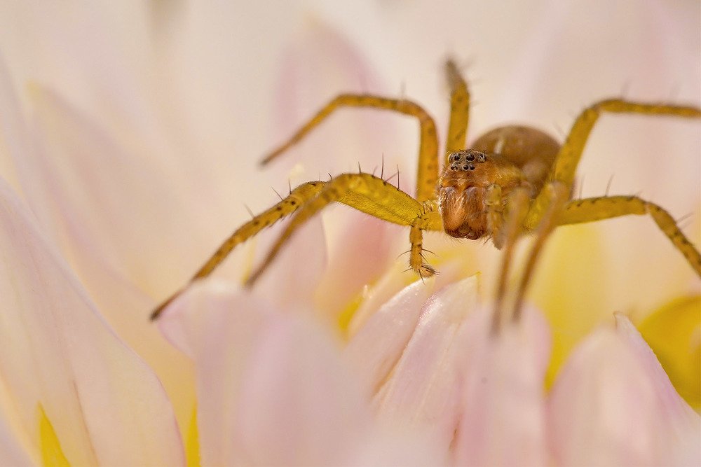 Милые глазки