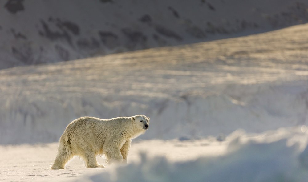 Photograph by Ruzdi Ekenheim