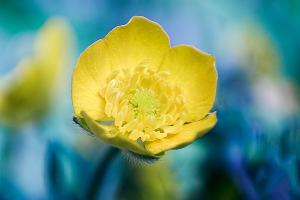 Photograph by linda laredj