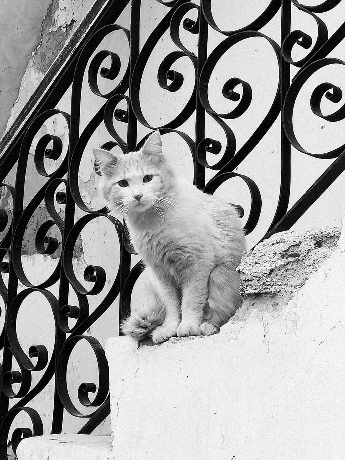 Photo #4252723