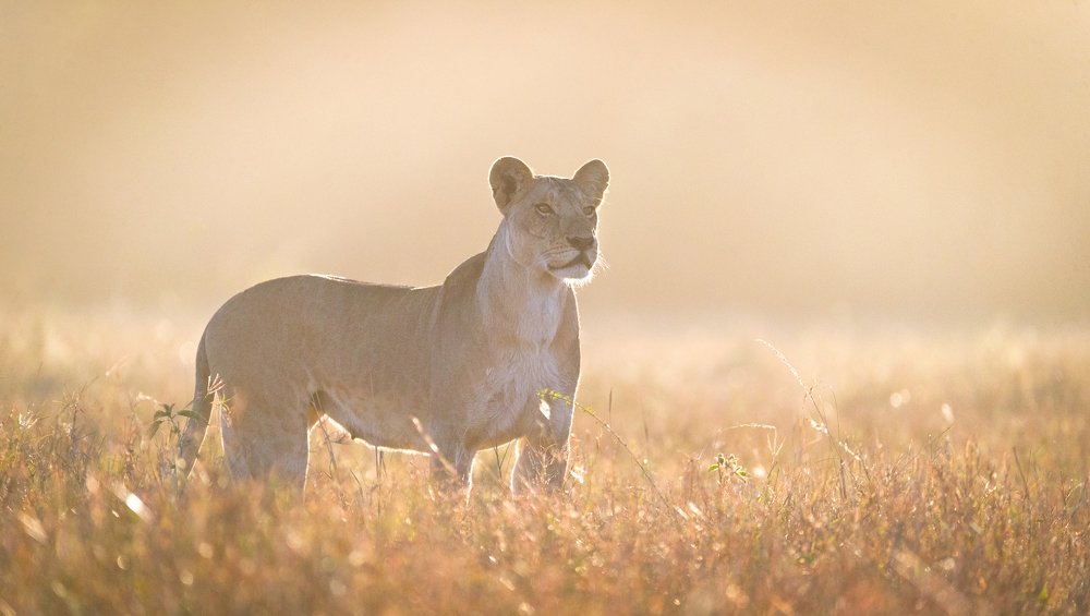 Photograph by Ruzdi Ekenheim