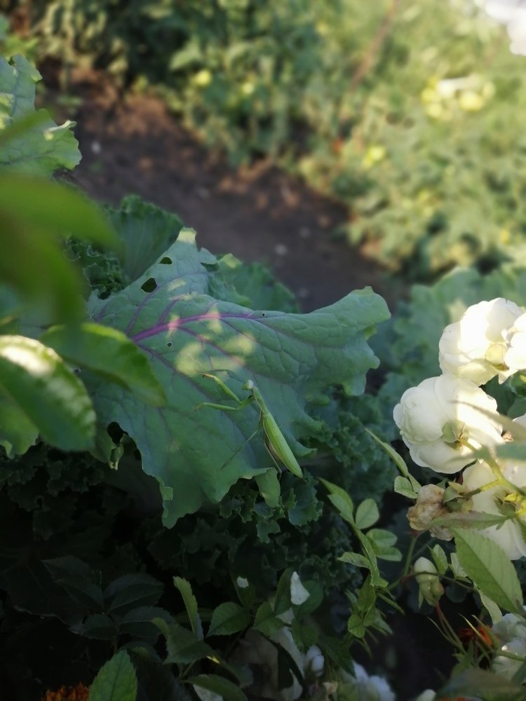 Всякое дыхание да хвалит Господа