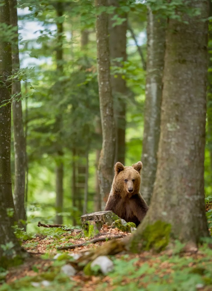 Photograph by Ruzdi Ekenheim