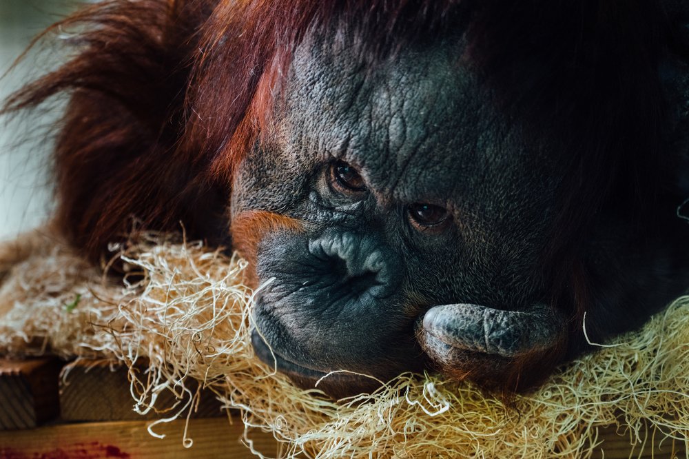 Photograph by Elena Prosvirova