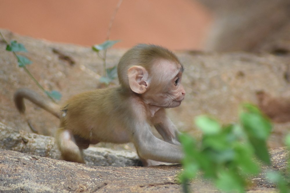 Photograph by Rahul kola