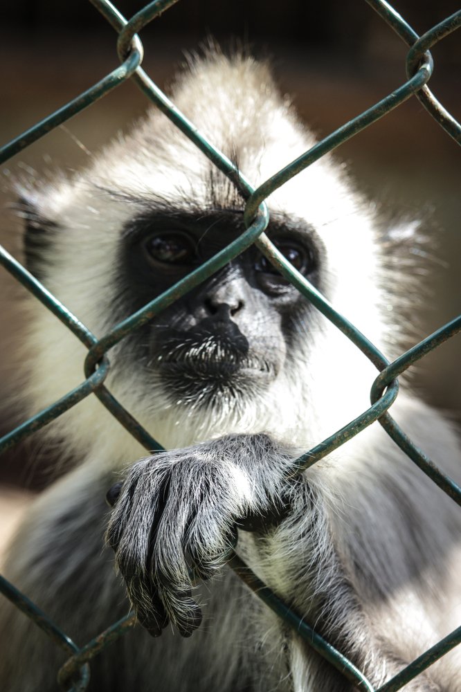 Photograph by Tharshan Thangavel