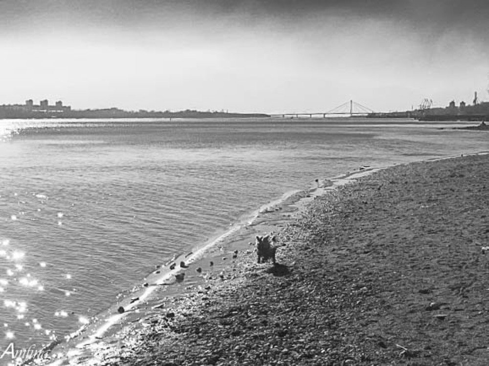 Photo #4254238