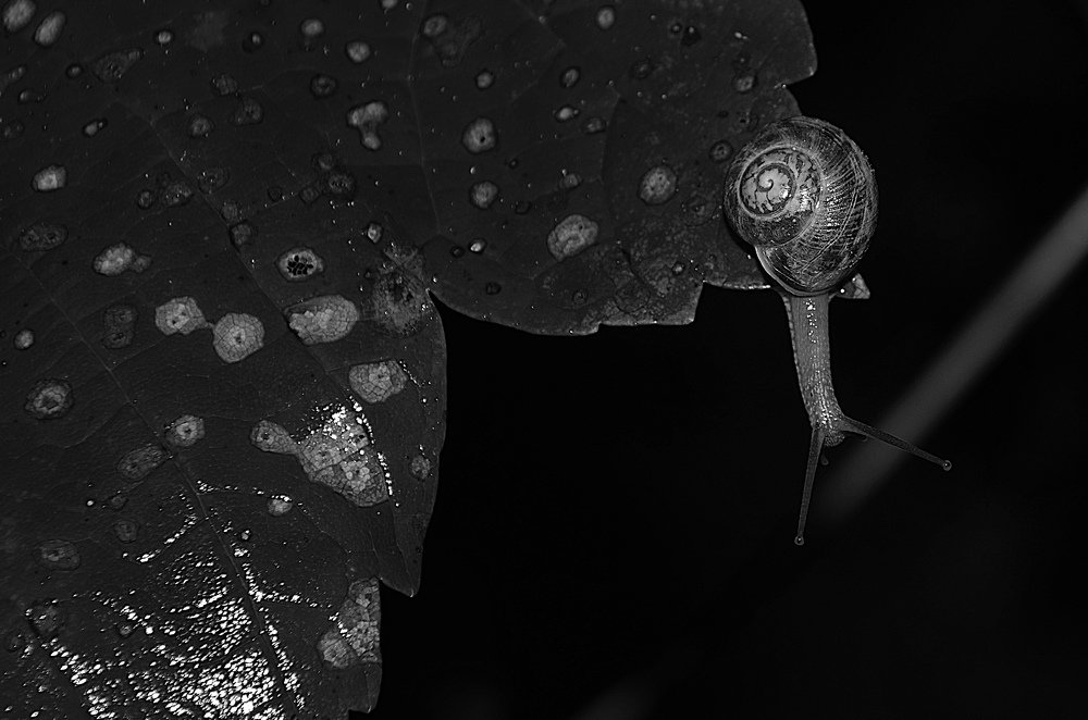 Photograph by Margo Margo