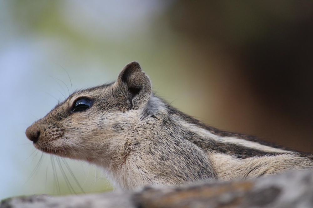 Squirrel