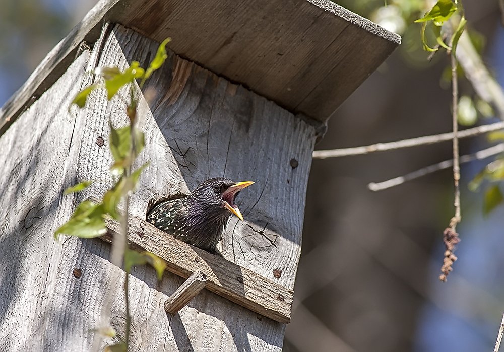 Весна пришла