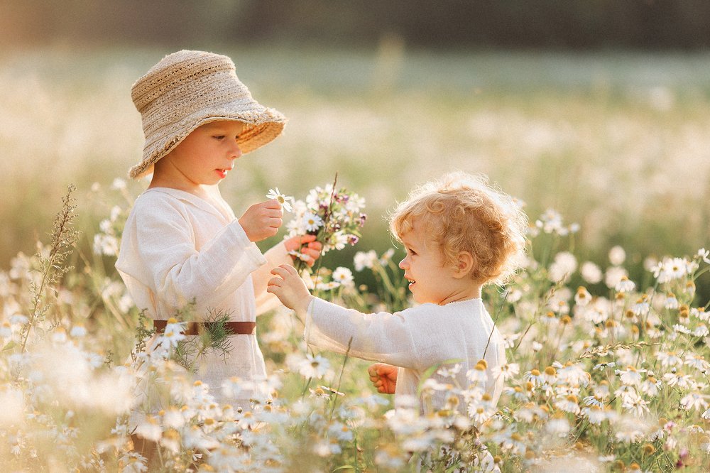 В ромашковом поле