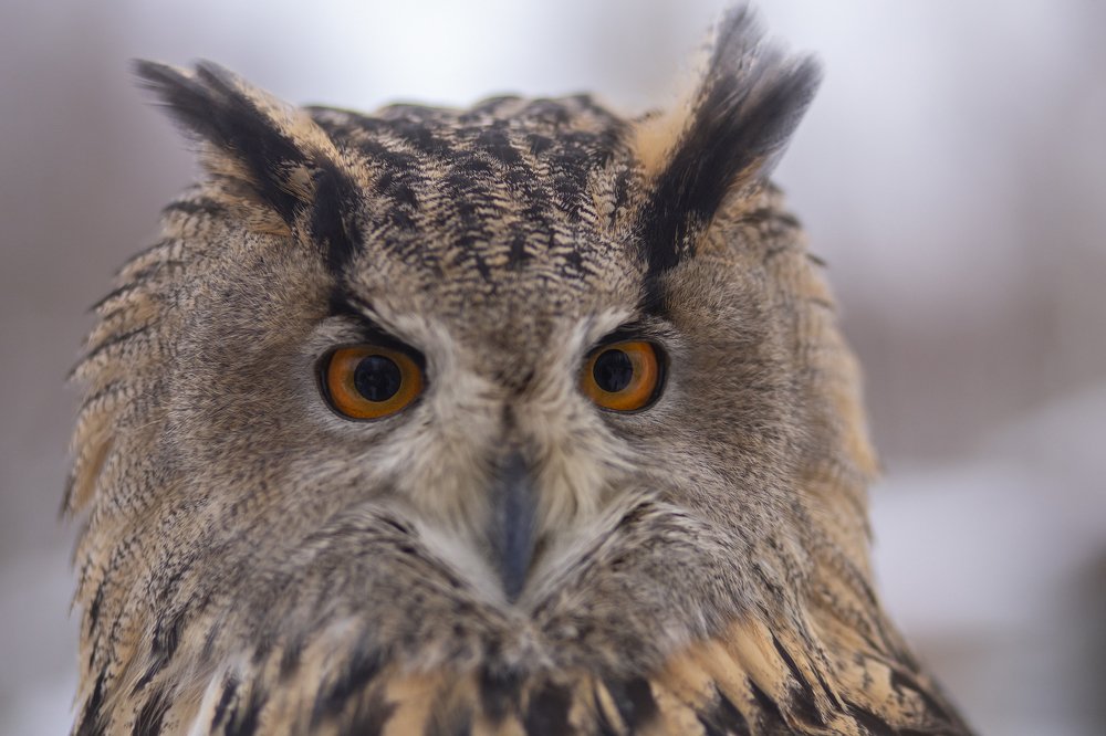 Филлиповна