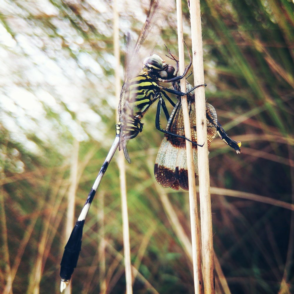 Photograph by Ferdous Nahid