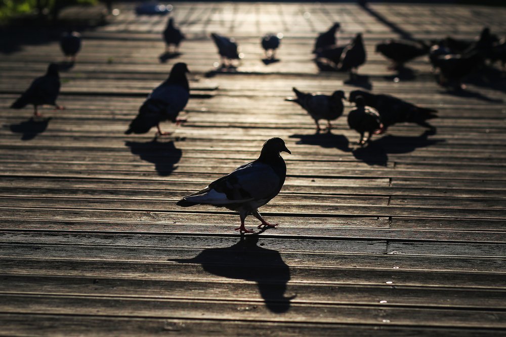 Фотография автора Евгения Грин