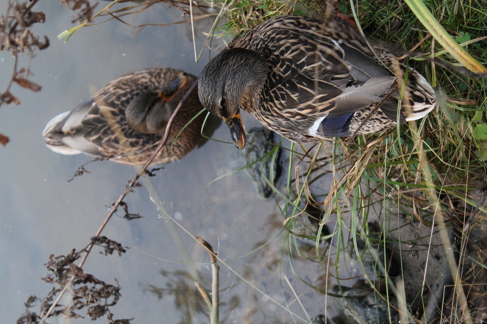 Photograph by Полина Малюкова