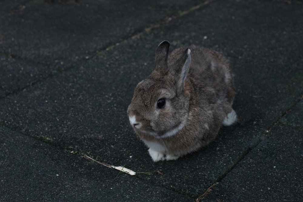 Photograph by Полина Малюкова