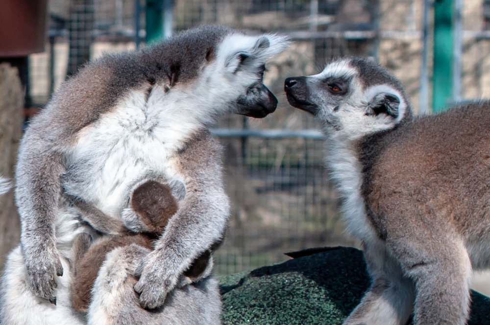 Photograph by Zsuzsa Décsi