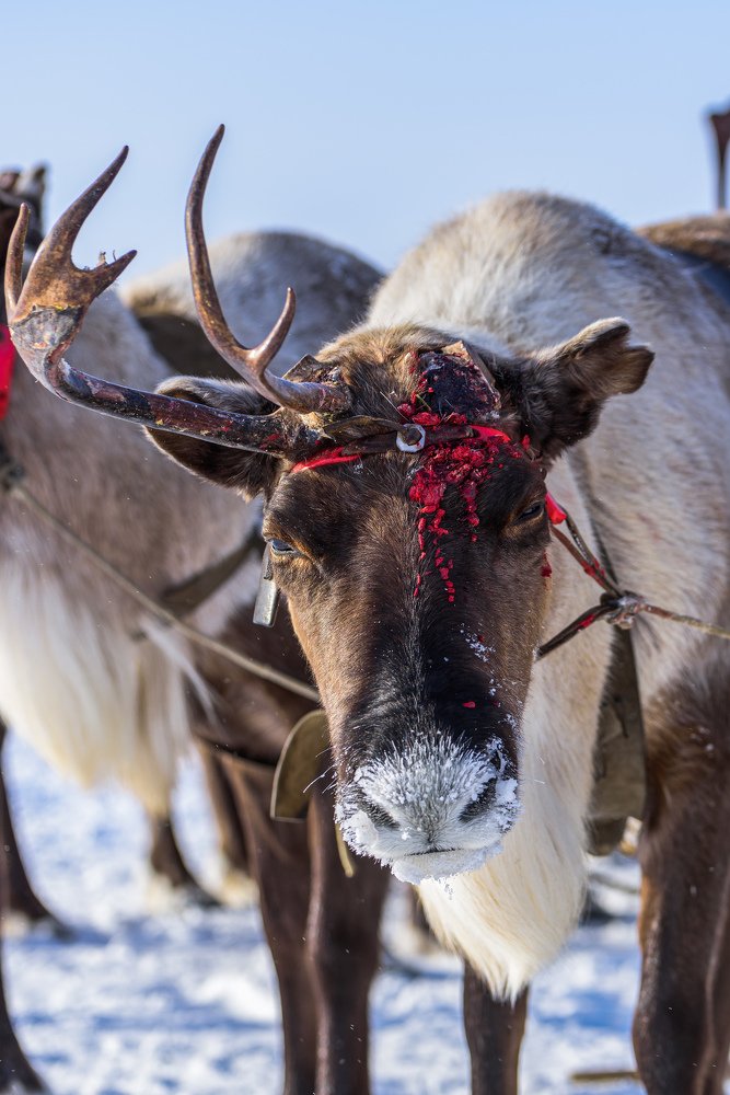 День оленевода