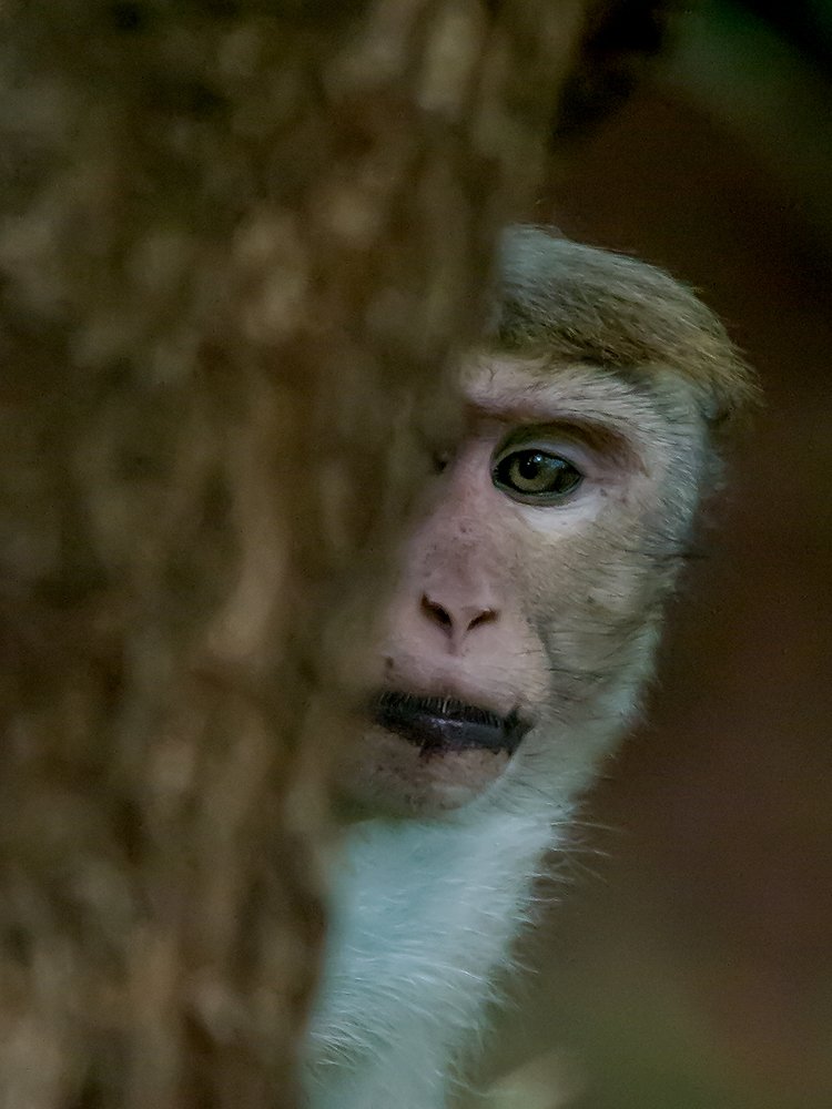 Фотография автора  Dhilip de Alwis