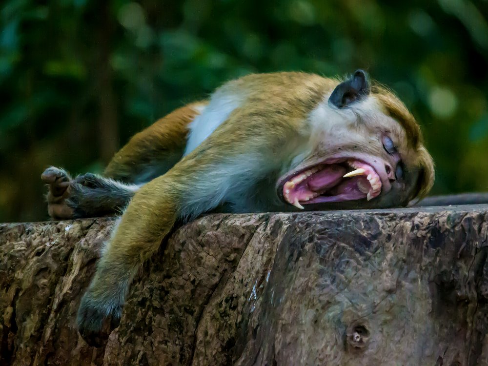 Фотография автора  Dhilip de Alwis