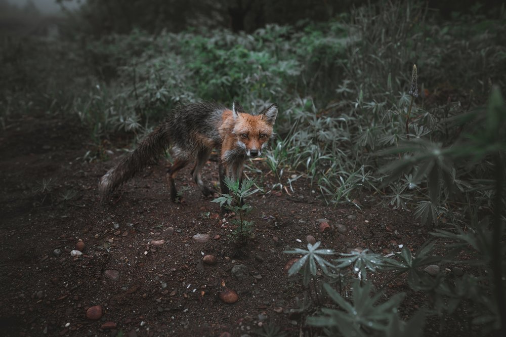 Photograph by Леонид Игнатов