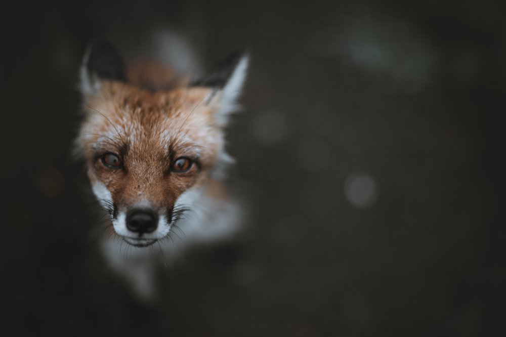 Photograph by Леонид Игнатов