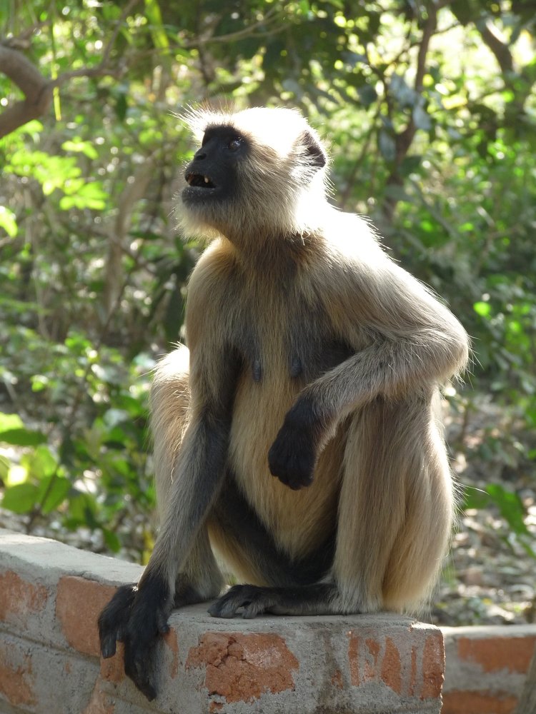 Фотография автора Kalyan Bhowmick