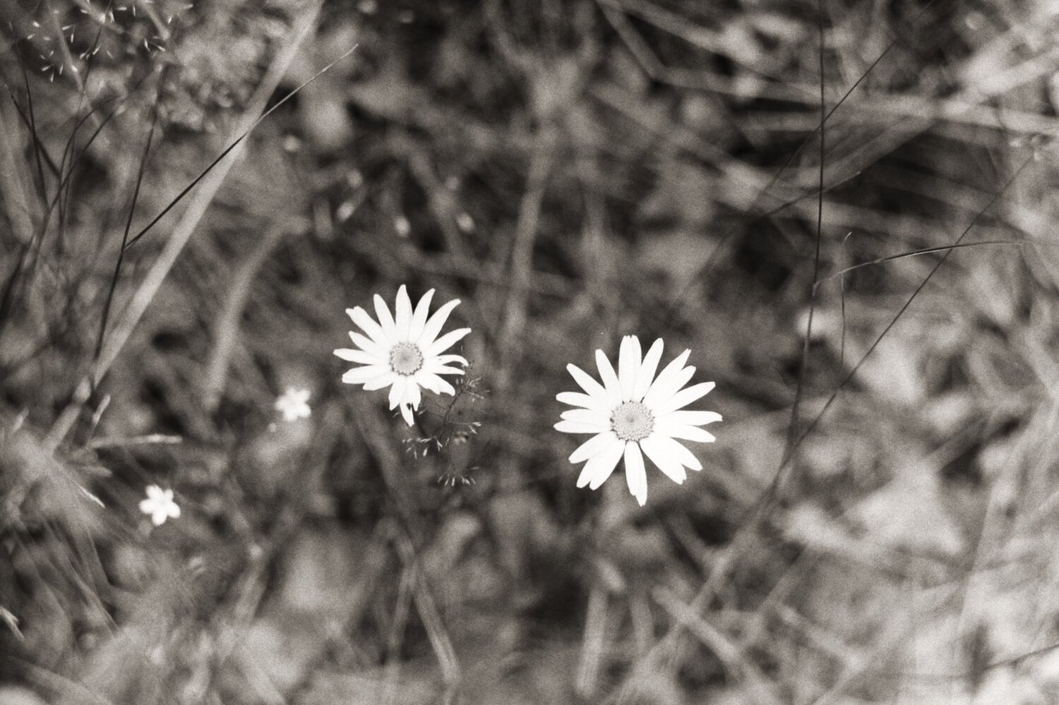 Photo #4255842