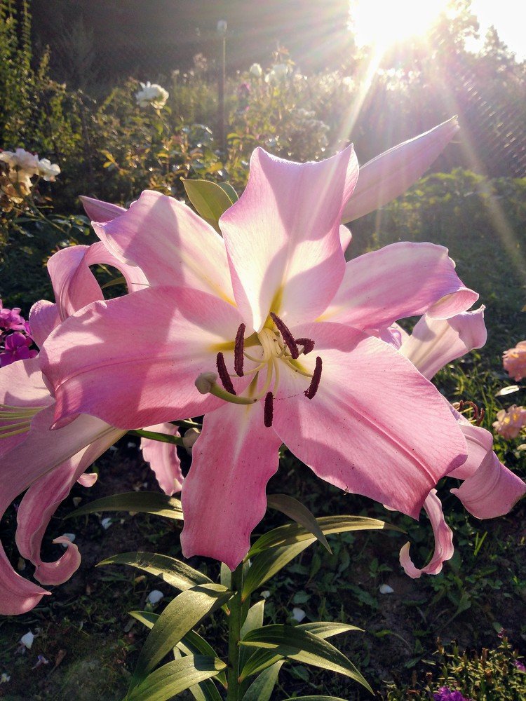 Летний вечер