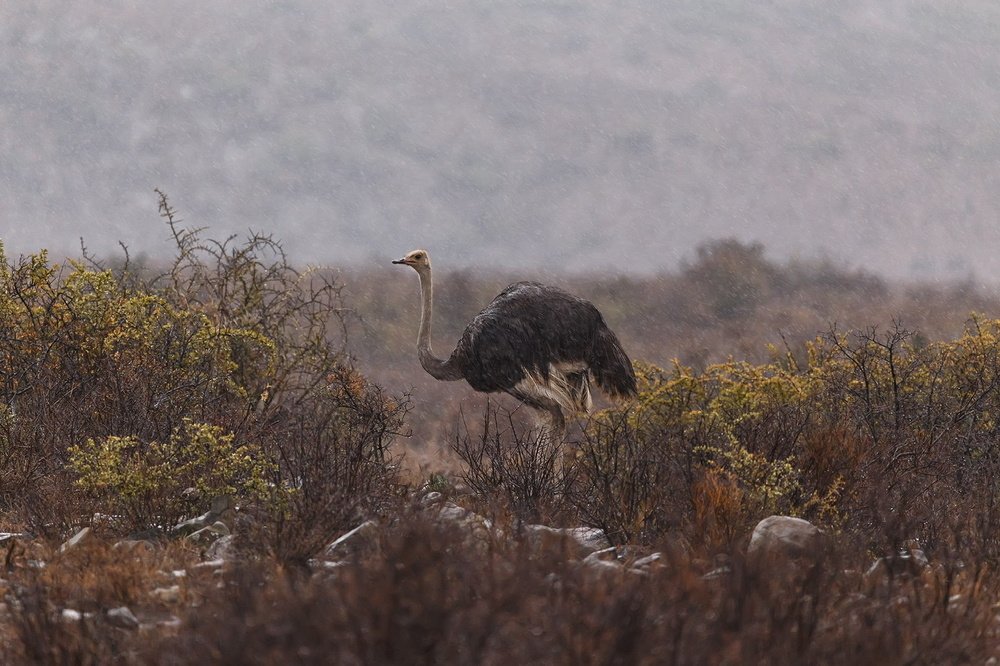 Photograph by Владимир Цветов