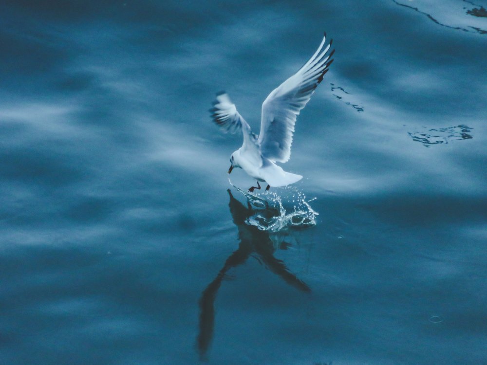 Photograph by mousaab