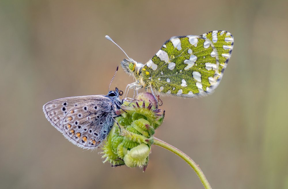 Photograph by Raul Granados varas