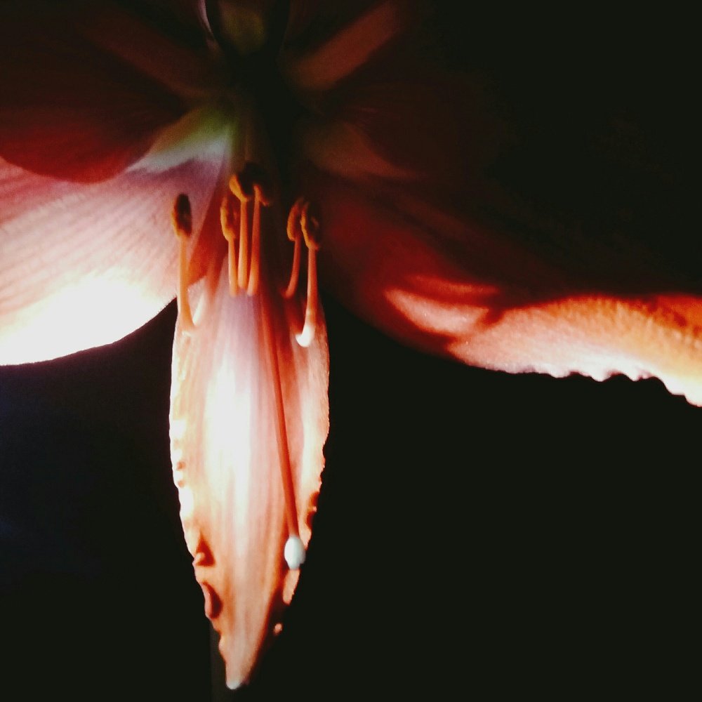 Photo #4256370