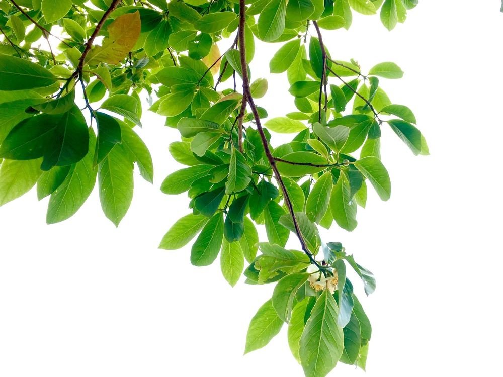 Photograph by Suranjan Sigdel