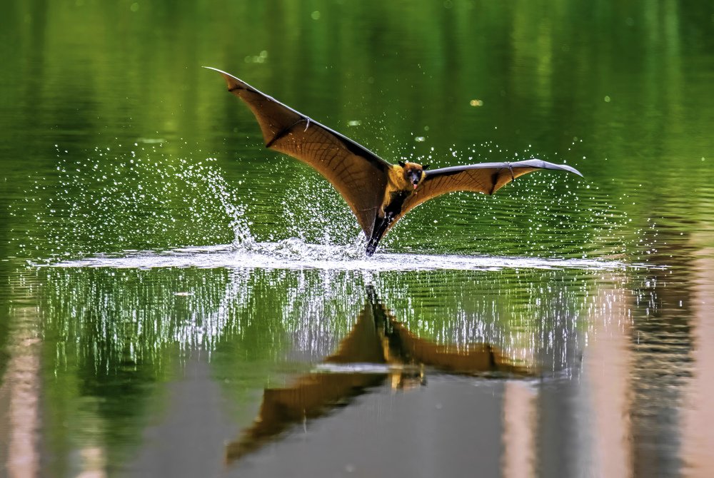 Indian Flying Fox..