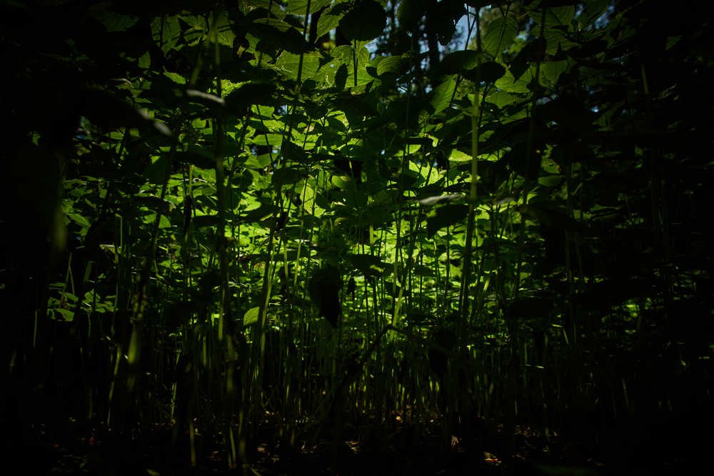 Photograph by Макс Карпович