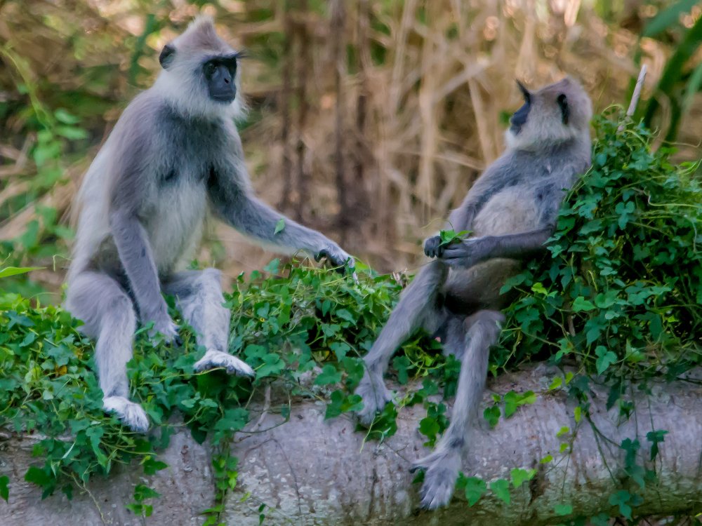 Фотография автора  Dhilip de Alwis