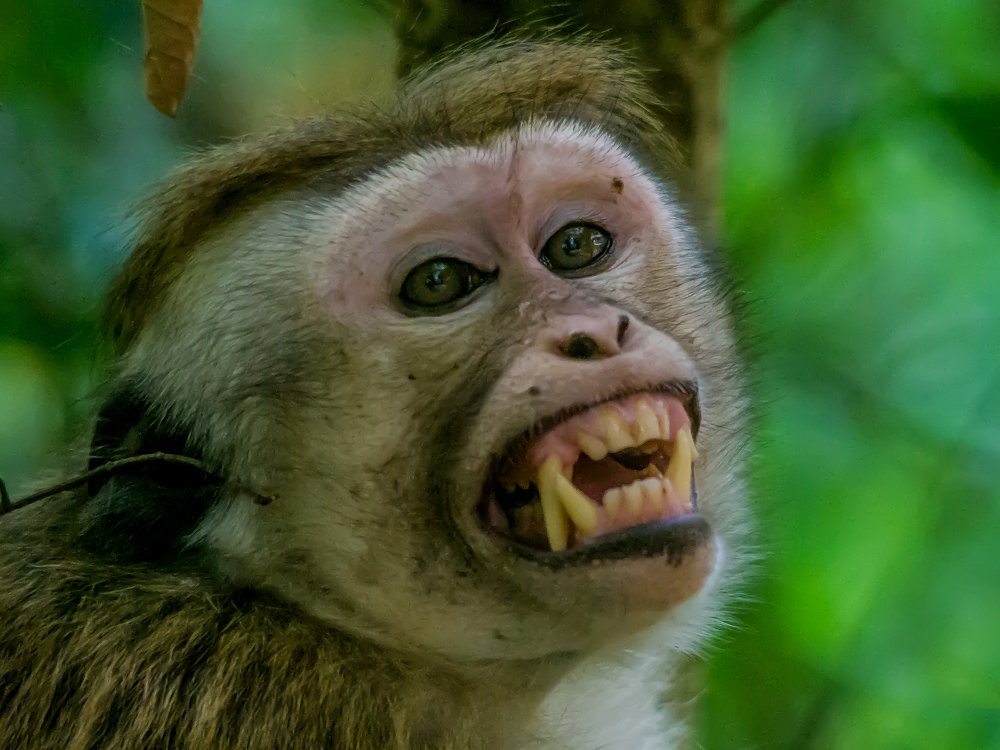 Фотография автора  Dhilip de Alwis