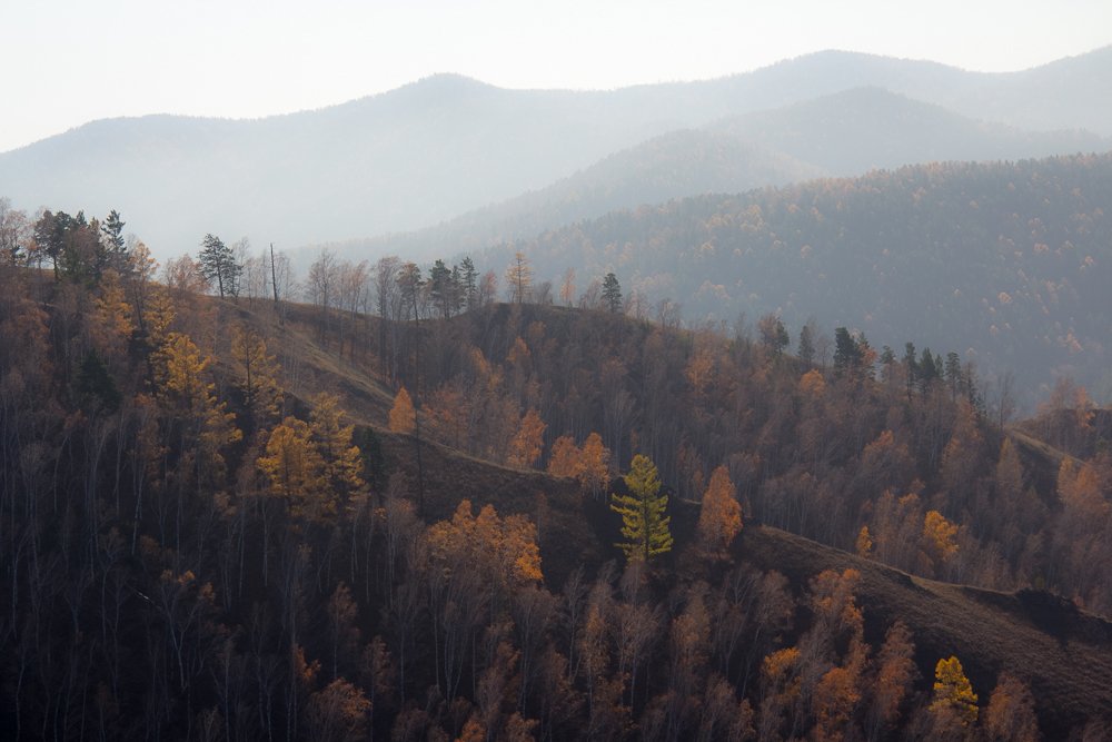 Осеннее туманное утро