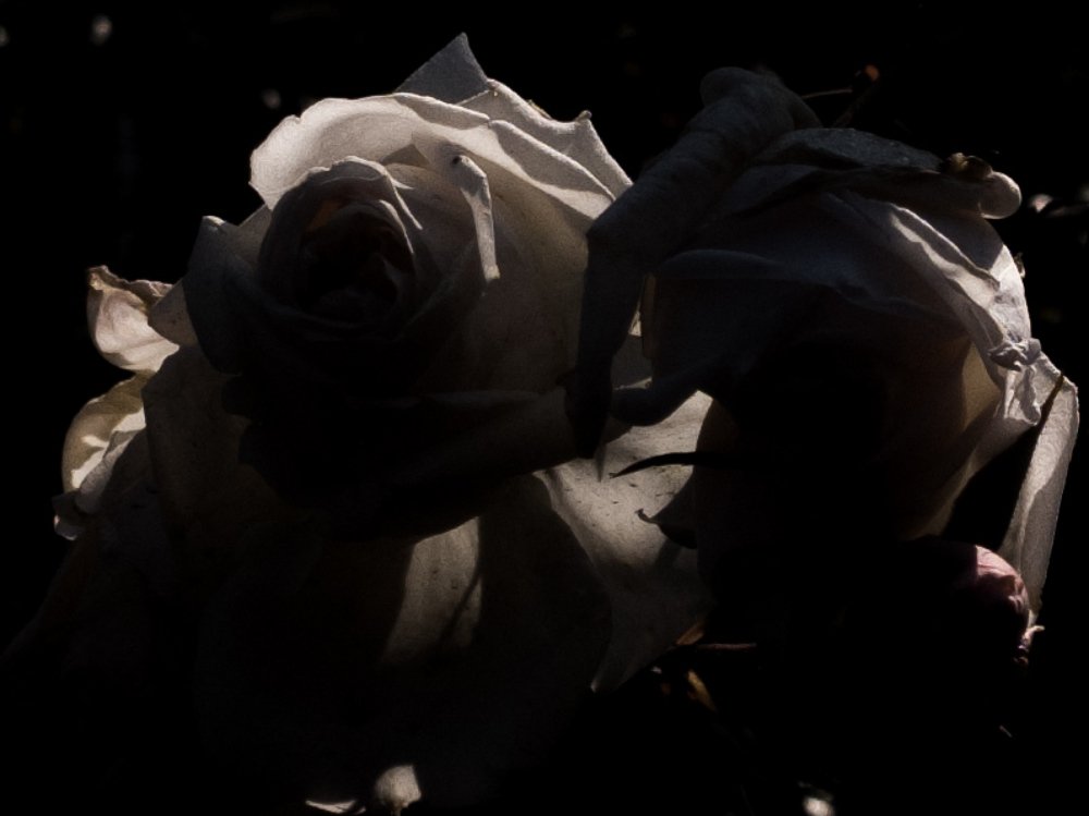 Фотография автора Santanu Dasgupta