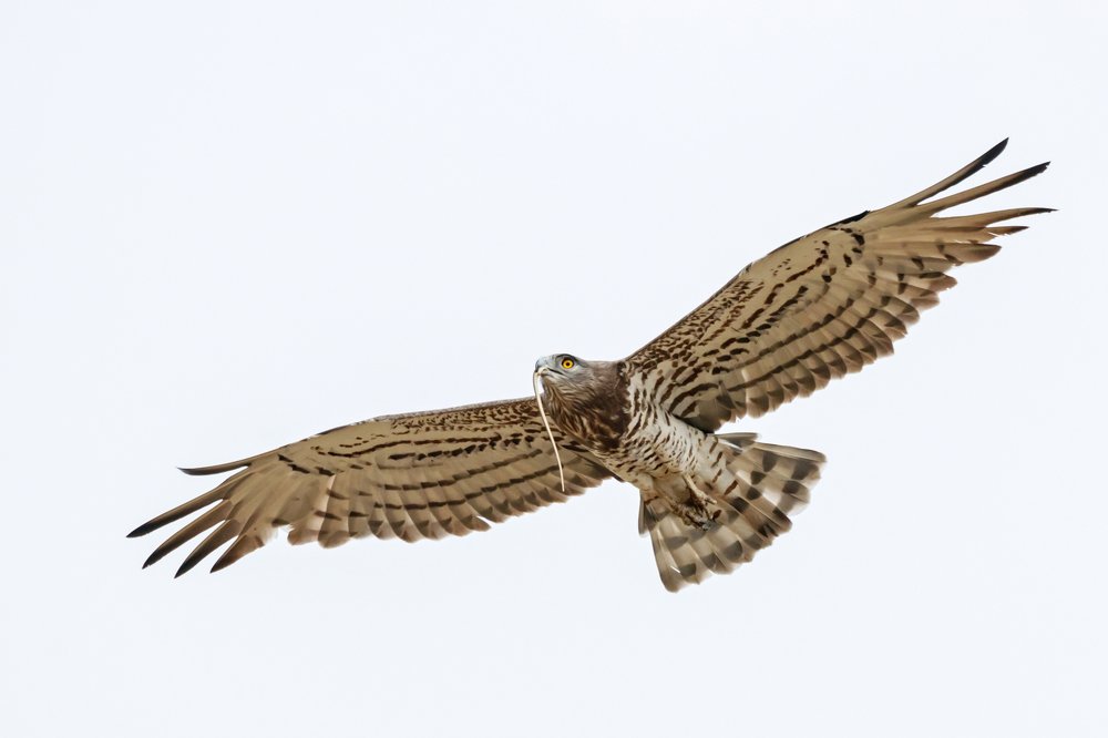 Photograph by Антон Мироненко-Маренков