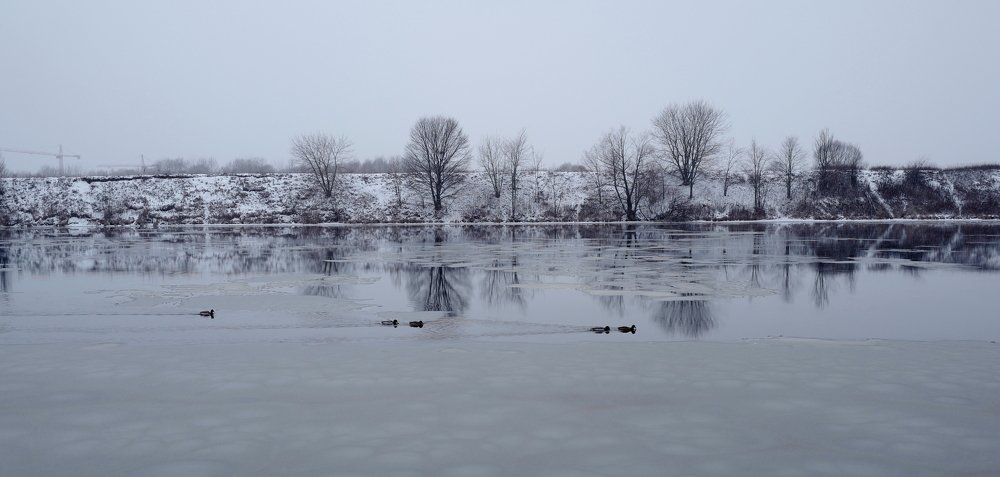 Ducks swim in the open water in winter.