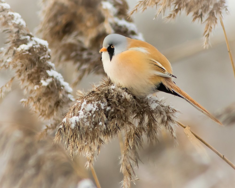 Усатая синица